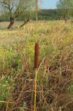 Typha laxmannii. Верхушка плодоносящего растения. Крым, Симферополь, западный берег Симферопольского водохранилища. 2 августа 2012 г.