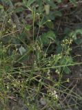 Asperula biebersteinii