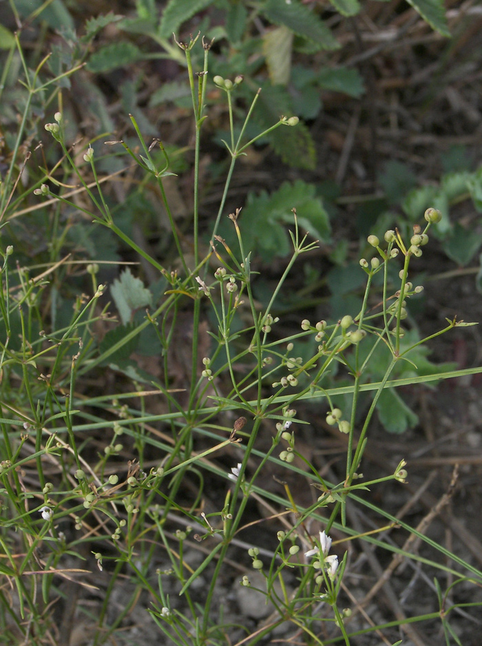 Изображение особи Asperula biebersteinii.