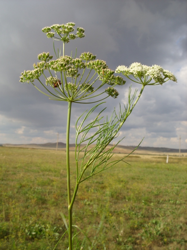 Изображение особи Seseli annuum.