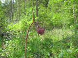 Image of taxon representative. Author is Сергей Козлан