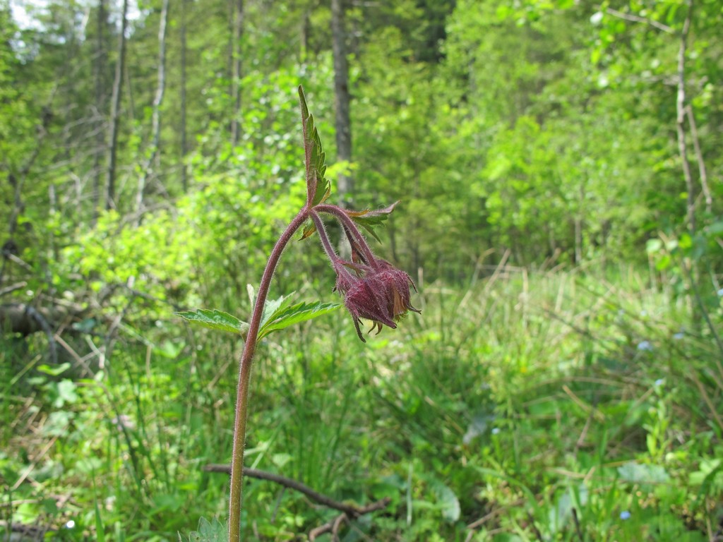 Изображение особи Geum rivale.