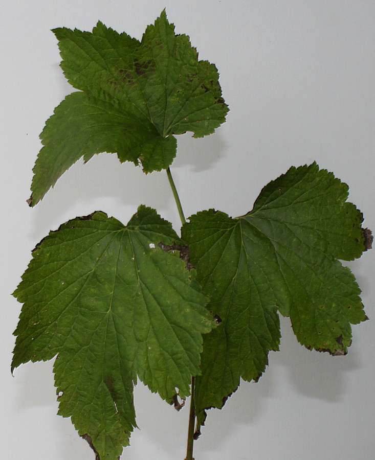 Image of Anemone vitifolia specimen.