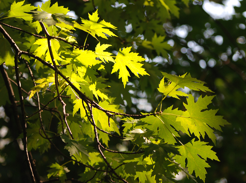 Image of Acer saccharinum specimen.