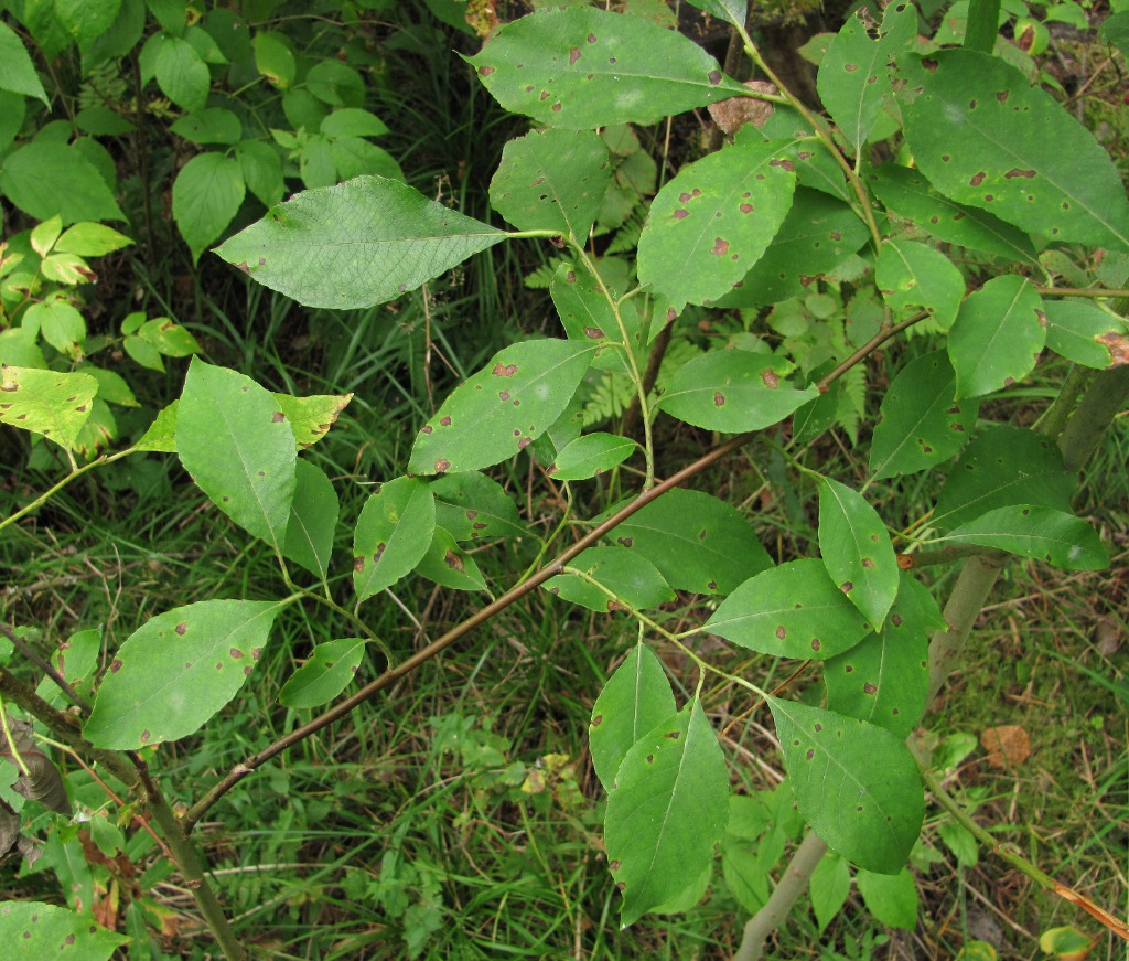 Image of Salix &times; ludificans specimen.