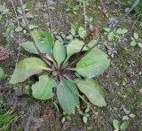 Plantago uliginosa