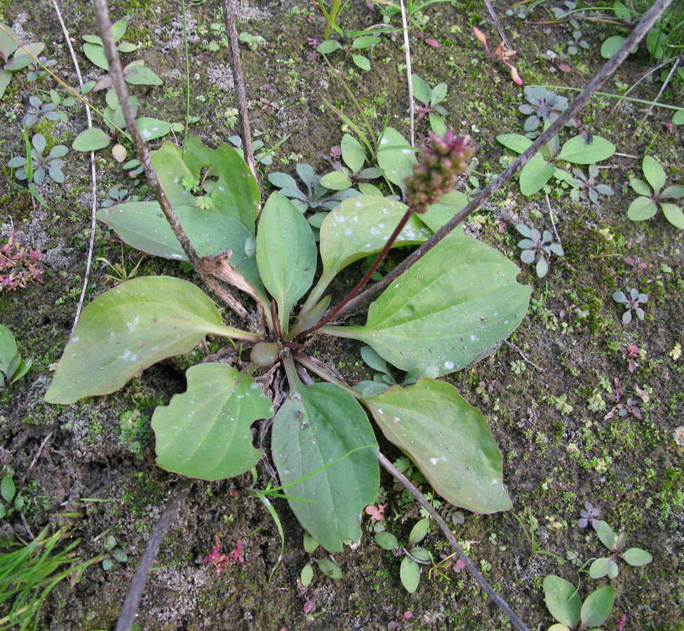 Изображение особи Plantago uliginosa.