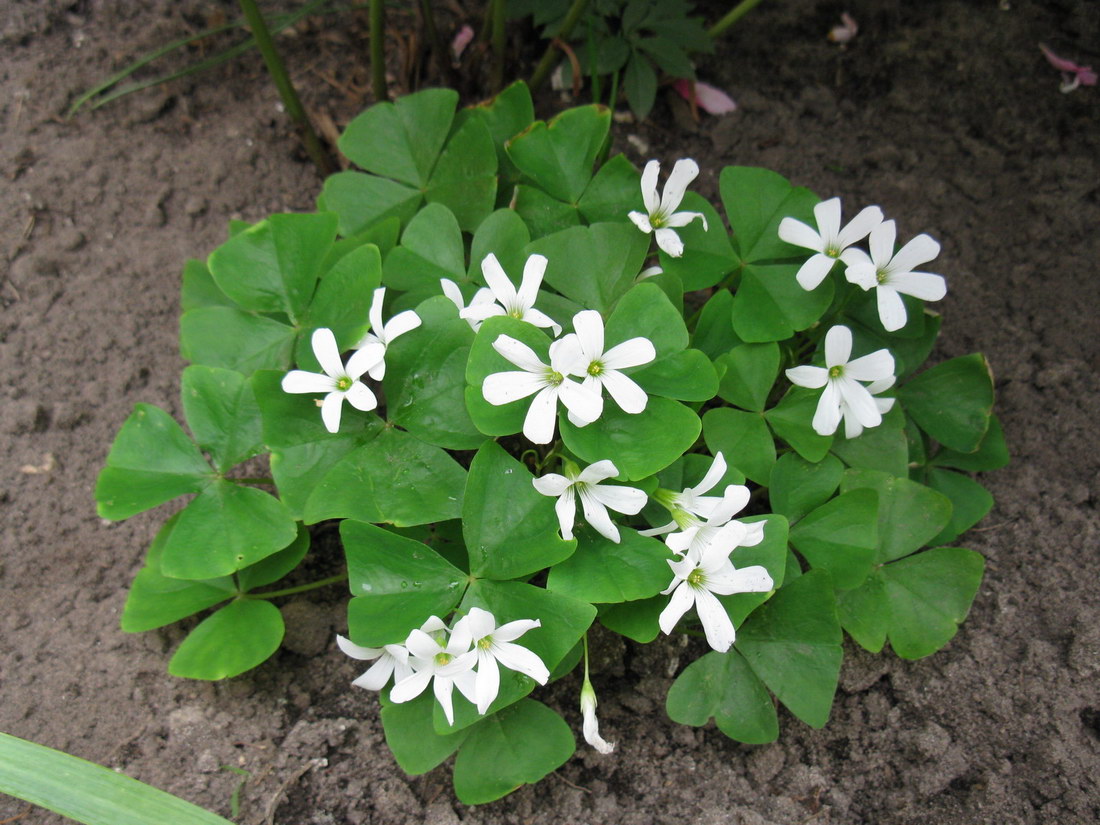 Image of Oxalis triangularis specimen.