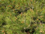 Pinus halepensis. Ветви с микростробилами и молодыми шишками. Испания, г. Валенсия, резерват Альбуфера (Albufera de Valencia), отдалённый от моря склон прибрежных дюн. 6 апреля 2012 г.