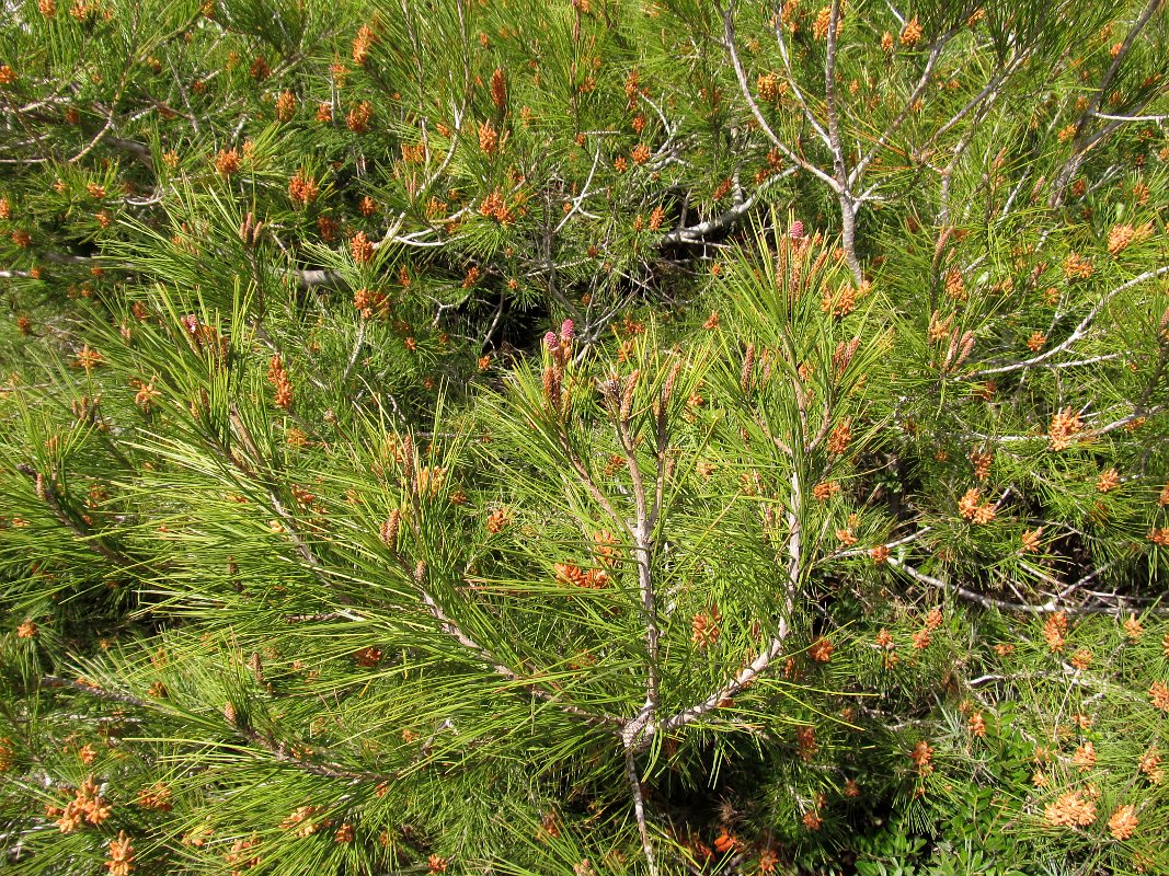 Изображение особи Pinus halepensis.