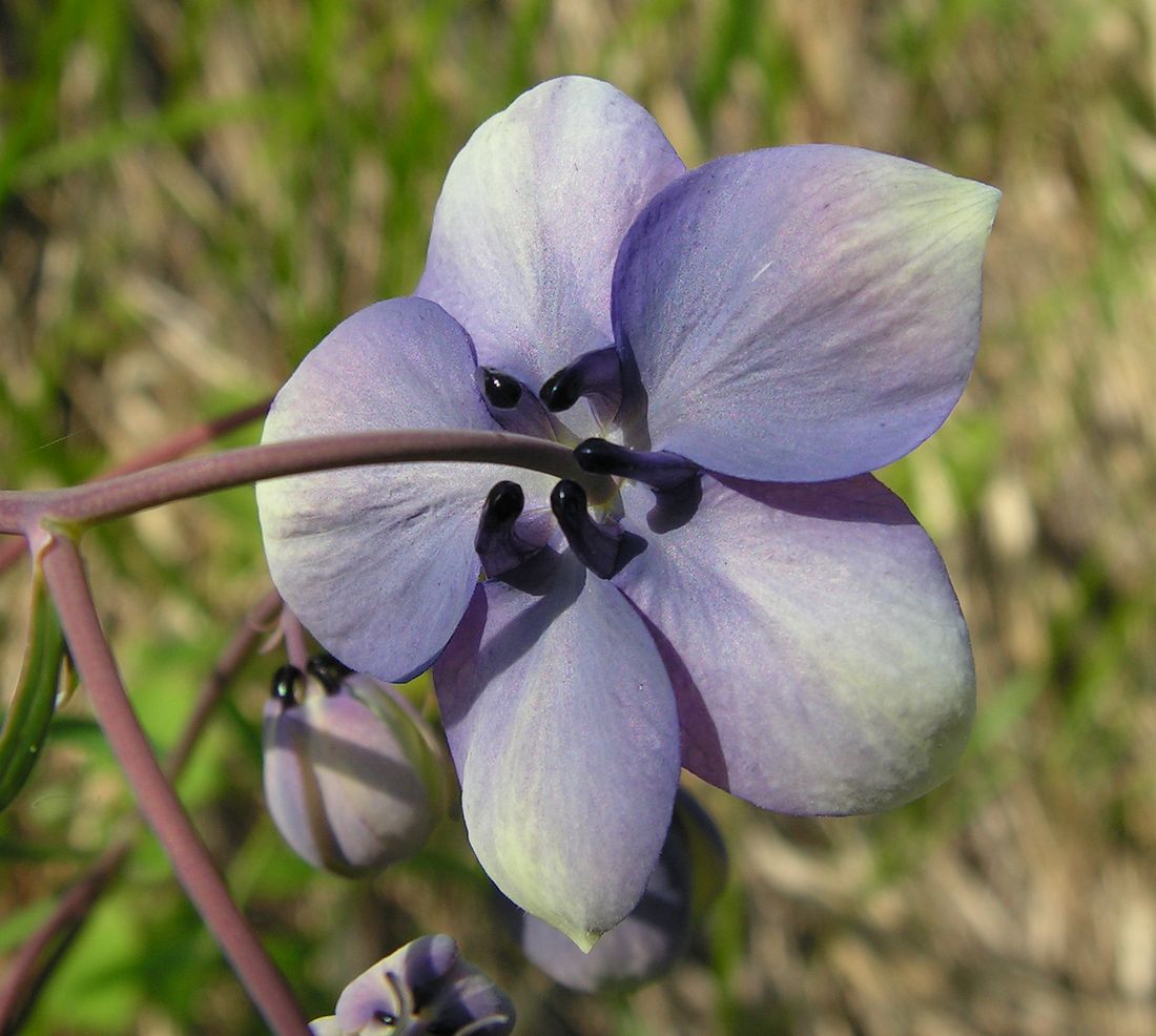 Image of Aquilegia parviflora specimen.