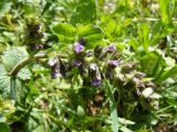 Salvia verbenaca