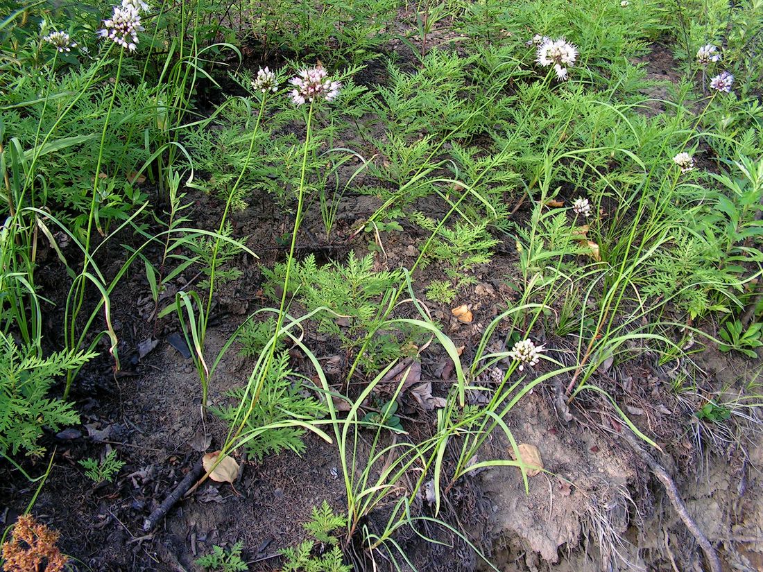 Image of Allium maackii specimen.