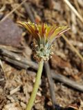 Taraxacum turcomanicum. Верхушка побега с соцветием. Ташкентская обл., зап. отроги Чаткальского хр., правый берег р. Галвасой. 18.10.2012.