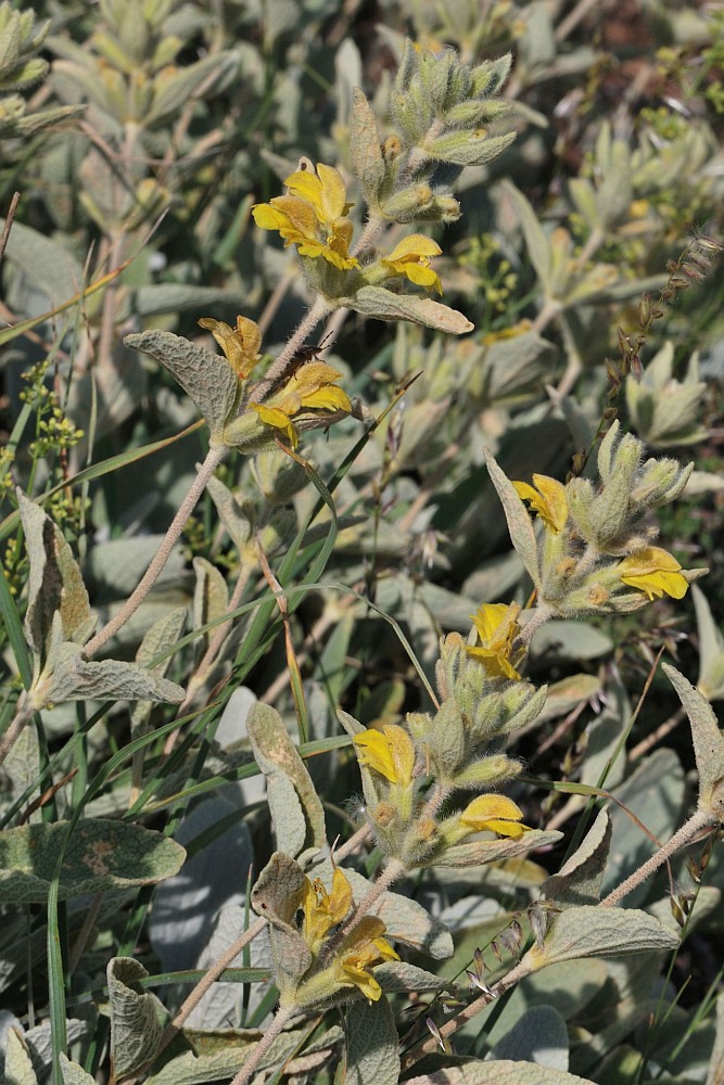 Image of Phlomis brevilabris specimen.