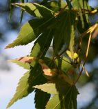 Acer palmatum