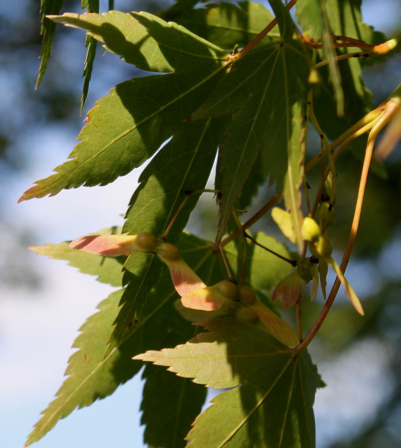 Изображение особи Acer palmatum.