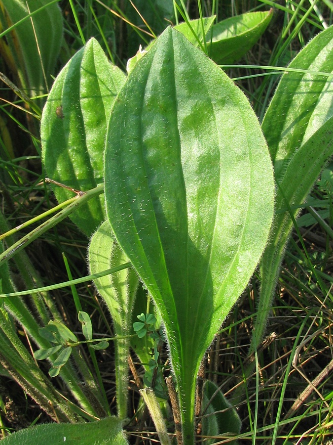 Image of Plantago urvillei specimen.
