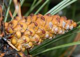 genus Pinus. Шишка. Украина, г. Кривой Рог, ботанический сад. Январь 2013 г.