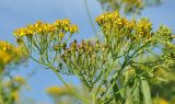 Senecio cannabifolius
