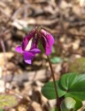 Lathyrus vernus