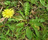 Taraxacum erythrospermum. Цветущее растение. Крым, Карадагский заповедник, биостанция. 15 марта 2013 г.