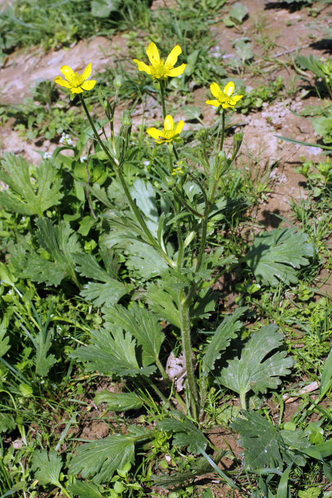 Изображение особи Ranunculus oxyspermus.