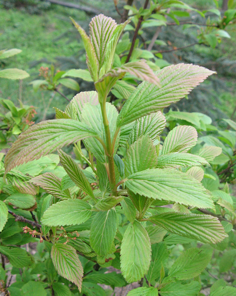 Image of Viburnum farreri specimen.