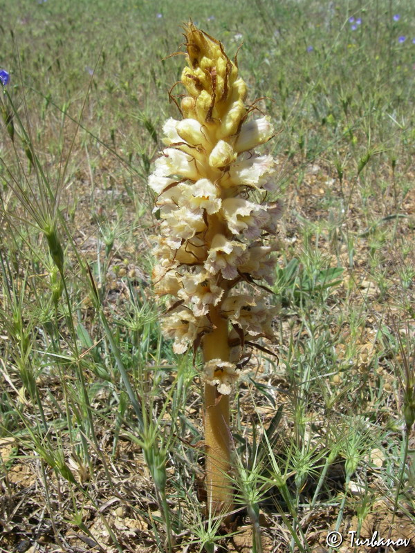 Image of Orobanche callieri specimen.