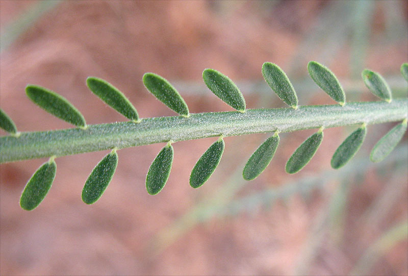 Изображение особи Parkinsonia aculeata.