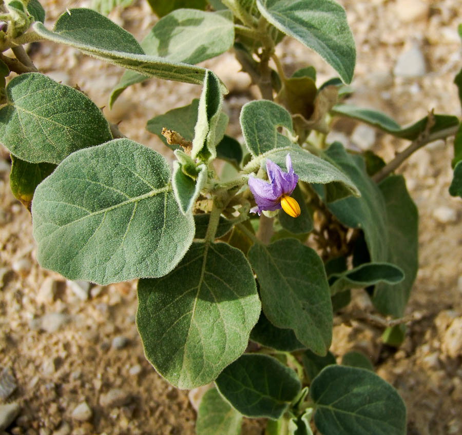 Изображение особи Solanum incanum.