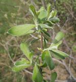 Salix cinerea