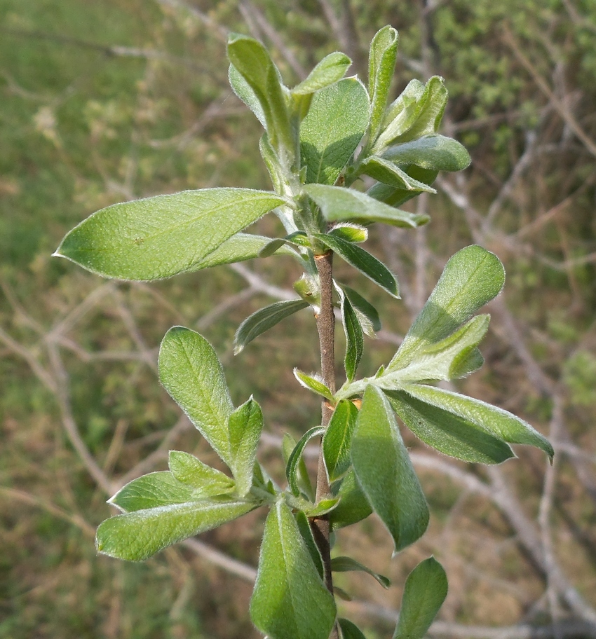 Image of Salix cinerea specimen.