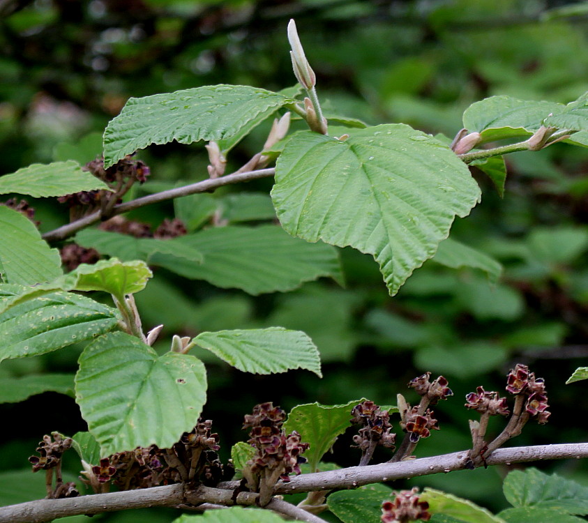 Изображение особи Hamamelis mollis.