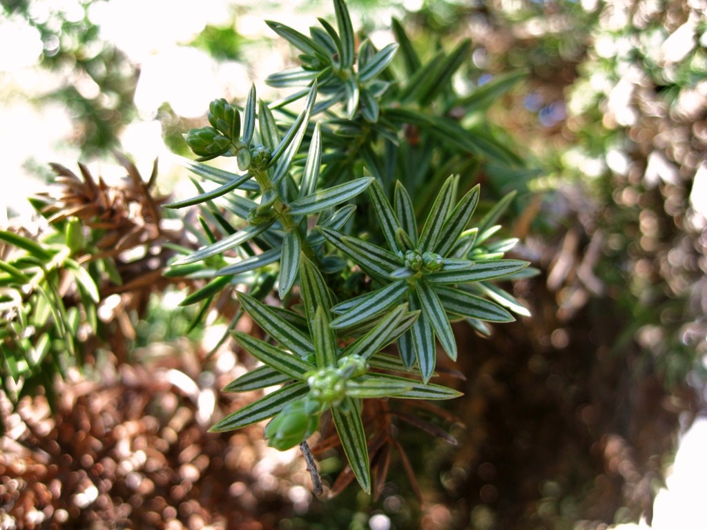 Изображение особи Juniperus drupacea.