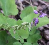 Polygala comosa