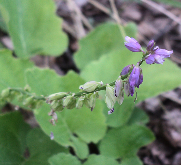 Image of Polygala comosa specimen.