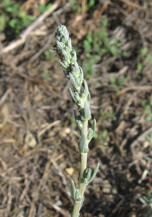 Image of Bassia prostrata specimen.