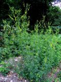 Melilotus officinalis