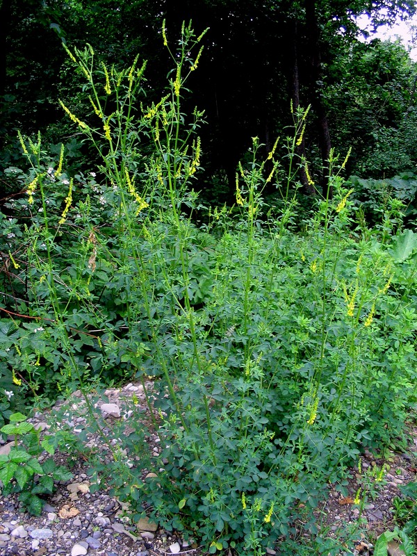 Изображение особи Melilotus officinalis.