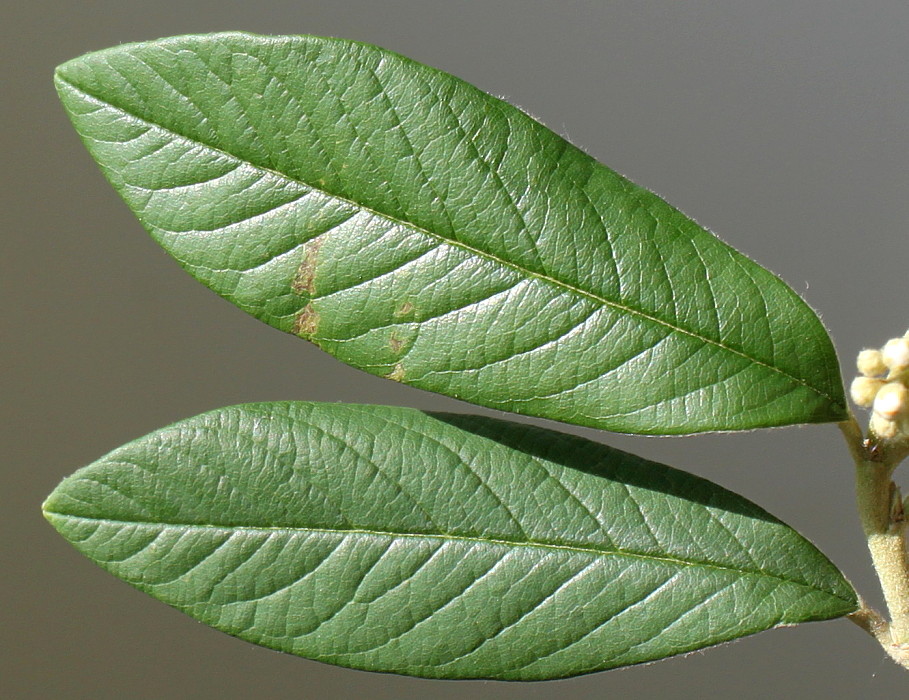 Image of Cotoneaster salicifolius var. henryanus specimen.