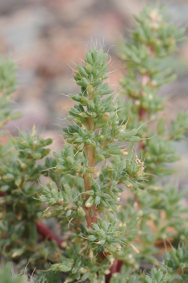 Image of Halogeton glomeratus specimen.