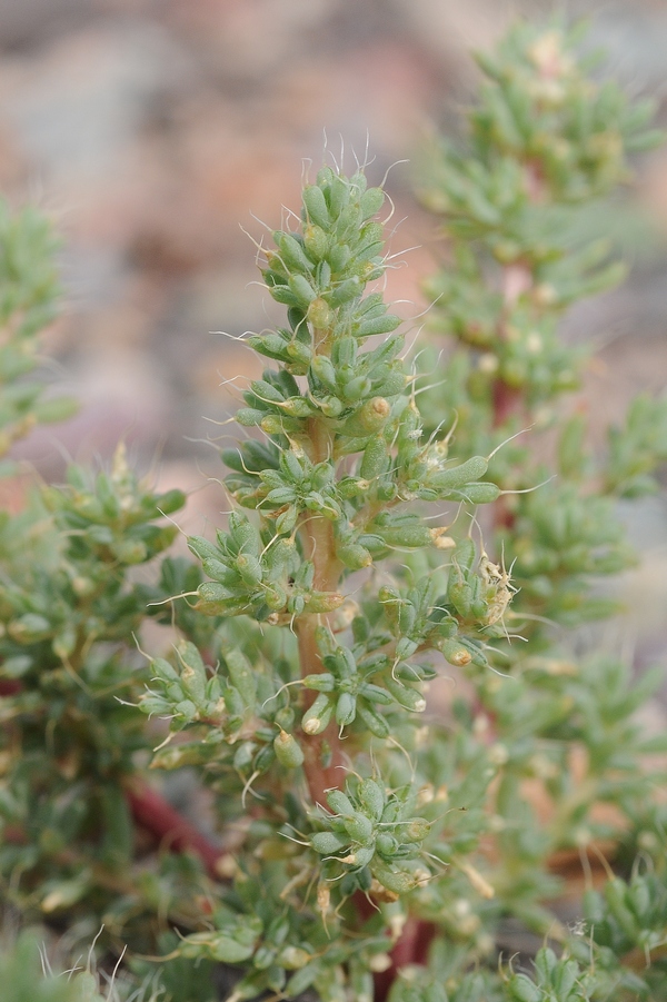 Изображение особи Halogeton glomeratus.