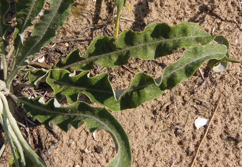 Изображение особи Jurinea pseudocyanoides.