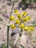 Ferula tschuiliensis