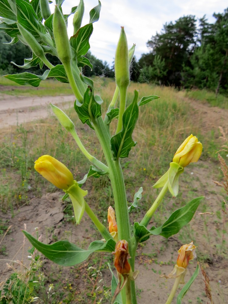 Image of Oenothera villosa specimen.