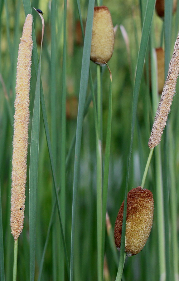 Изображение особи род Typha.