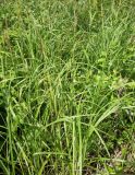 Carex atherodes. Цветущие растения. Ленинградская обл., Тосненский р-н, окр. Тосно, луг у шоссе. 14.06.2009.