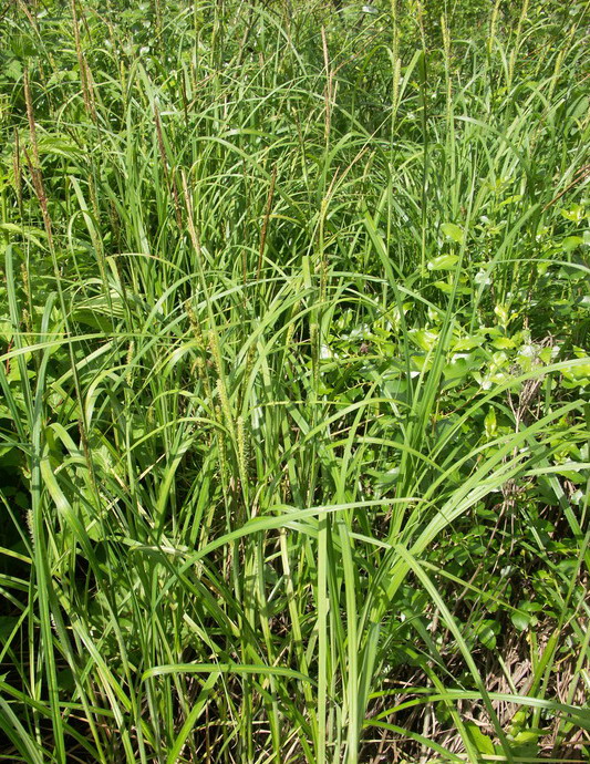 Изображение особи Carex atherodes.