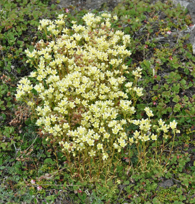 Изображение особи Saxifraga funstonii.